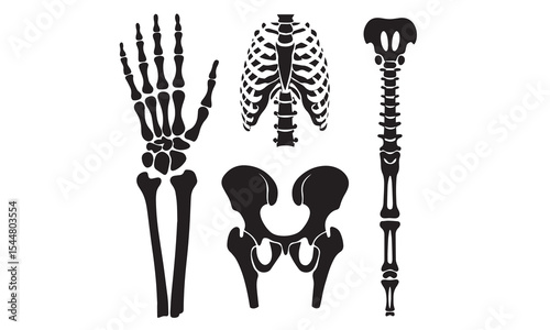 Anatomical human skeleton, in three positions