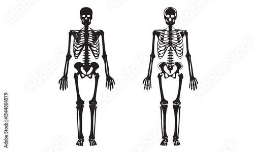 Anatomical human skeleton, in three positions