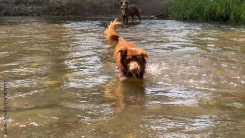 Dog is playing in a river with another dog