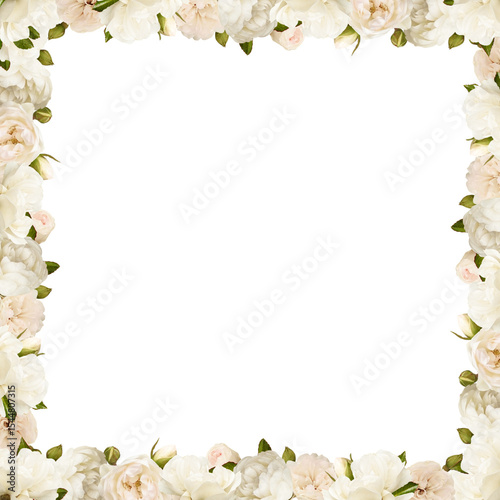 Beautiful white rose flower...