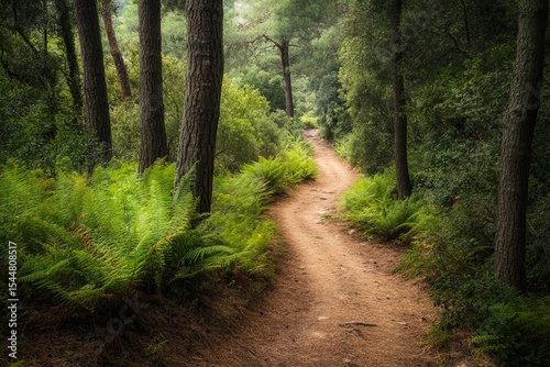 A winding and enigmatic trail overgrown with roots lies deep within a dense woodland of coniferous trees in Corse, France, enveloped by lush greenery, bushes, leaves, and ferns
