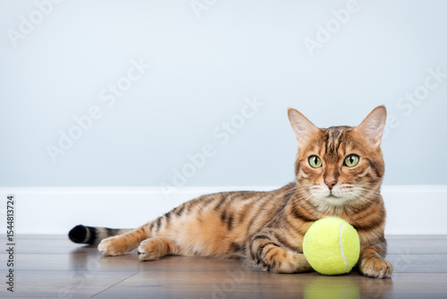 Bengal cat with a tennis ball.