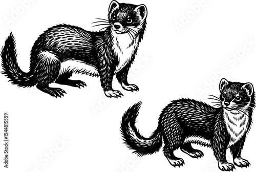 A stoat in winter fur, isolated on a white background