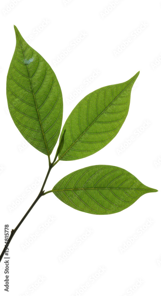 Fototapeta premium Fresh green leaves on a thin branch, vibrant tropical foliage isolated on white, botanical plant element for nature design and eco-friendly concepts