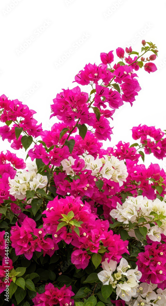 Fototapeta premium Vibrant pink and white bougainvillea flowers, blooming tropical paperflower bush, lush floral background isolated on white for summer design