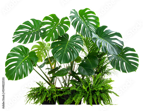 palm tree isolated on white background