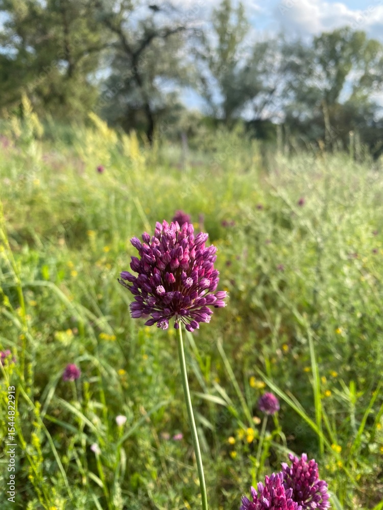 Obraz premium purple flowers in the garden