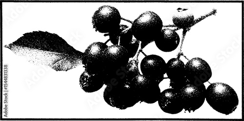 High contrast black and white rowan berry cluster for modern art design