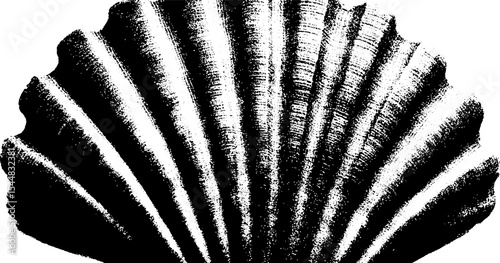 High contrast black and white scallop shell abstract for design and decoration