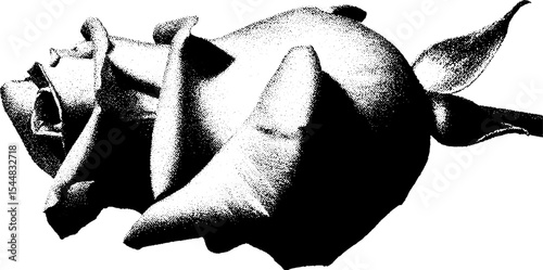 High contrast black and white severed rose stem for artistic design