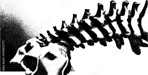 High contrast black and white skeletal rib fragment study for anatomical illustration