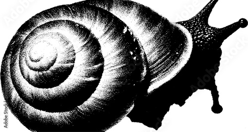 High contrast abstract snail shell design - black and white art for posters