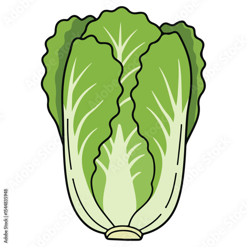 Chinese cabbage vector illustration, simple design
