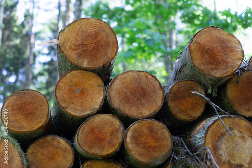 Beech (Fagus sylvatica) logs with a visible cross-section of the trunk are piled up in a forest. Sawmill timber, raw wood.