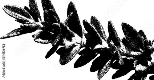 High contrast black and white abstract of thyme sprig for artistic design