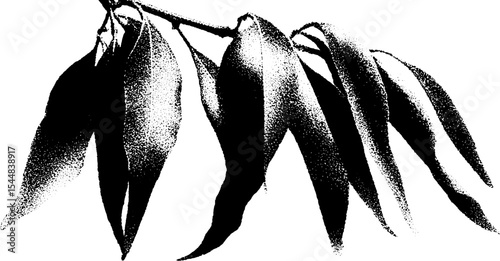 High contrast black and white weeping willow leaves in twilight