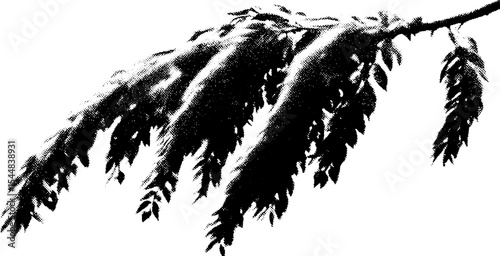 Weeping willow branch in high contrast black and white for artistic design