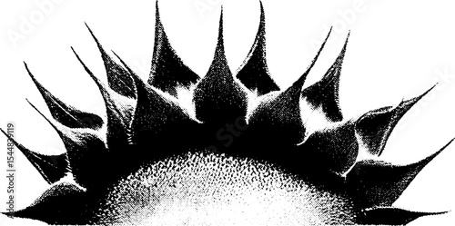 Withered sunflower head in high contrast black and white for creative design