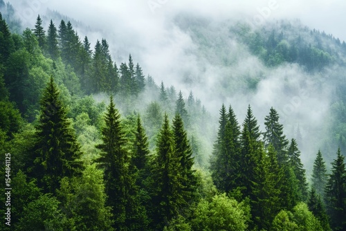 The black forest, or Schwarzwald, in Germany boasts a breathtaking panorama of mystical forest trees rising through an amazing fog, evoking a dark mood