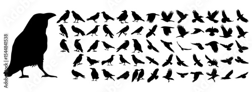 A complete collection of 65 crow and raven silhouettes in various flying, perching, and standing poses. Perfect for horror, Halloween, gothic, and nature-themed designs.