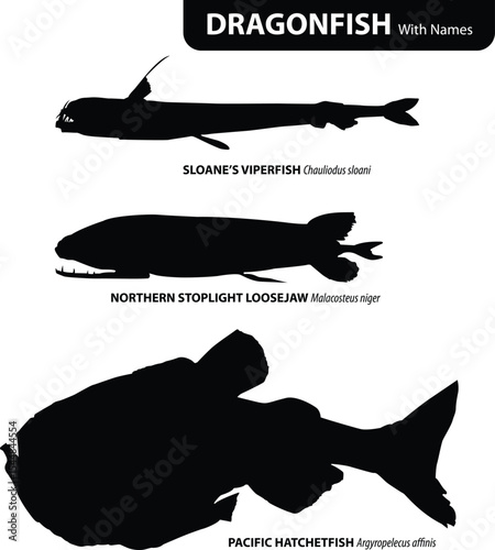Dragonfish Silhouettes with Species Names – Deep Sea Predatory Fish Vector