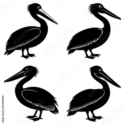 Four black pelican silhouettes in different poses against a white background displaying avian diversity