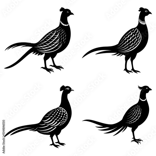 Four pheasant birds in black and white standing in various poses with detailed feather patterns shown