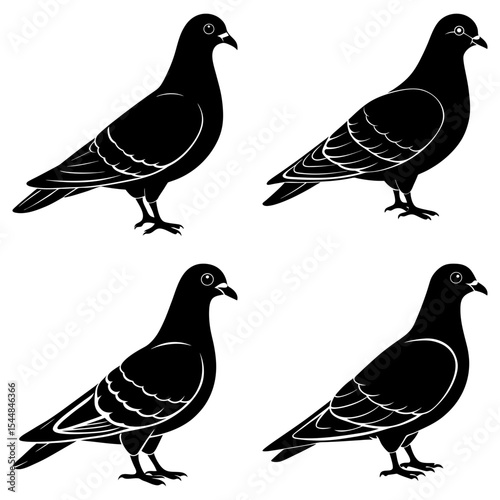 Four black silhouette pigeons standing in different poses against a white background illustration image