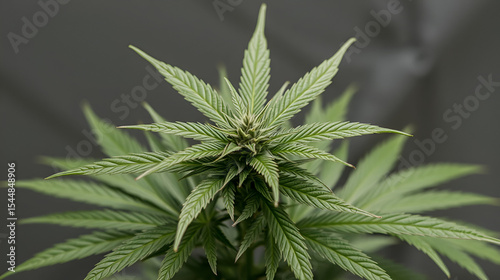 Hybrid cannabis leaves transparent background