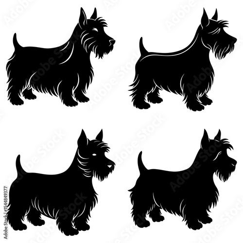 Four scottish terrier dog silhouettes in various poses standing on a white background in vector format