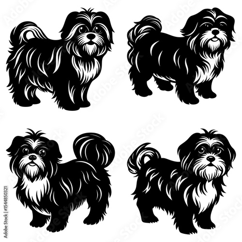 Four black and white shih tzu dogs in various poses standing on a white background in a vector image