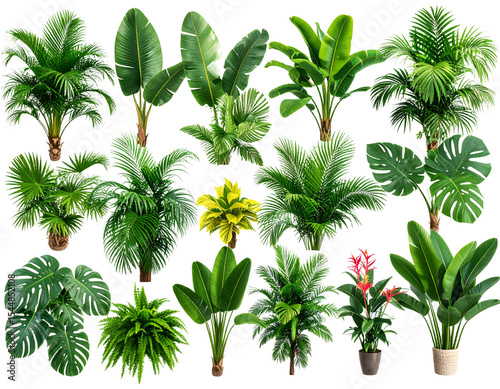 palm trees isolated on white background