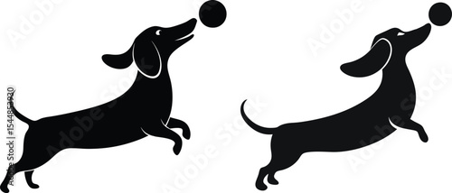 Dachshunds playing with balls one ball is a soccer ball the other is round