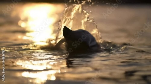 Wallpaper Mural A yellow eyed penguin swimming in the ocean during sunset with water reflections visible Torontodigital.ca