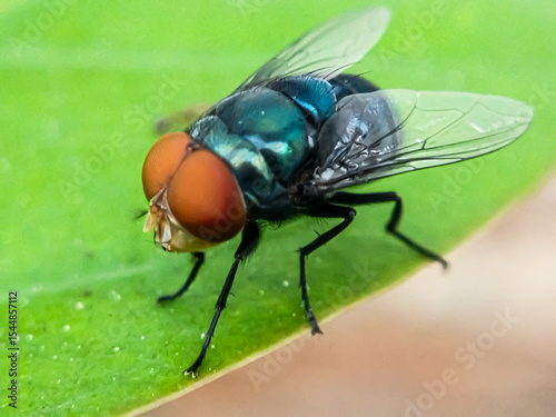 Canvastavla Cochliomyia hominivorax, the New World screw-worm fly, or screw-worm for short, is a species of parasitic fly that is well known for the way in which its larvae (maggots) eat the living tissue