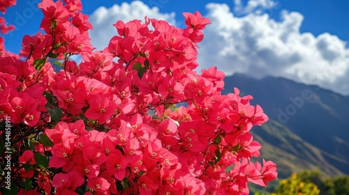 Vibrant pink bougainvillea blossoms against a backdrop of mountains and clouds