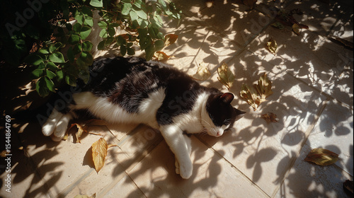 Black and white cat relaxing in a calm environment. Captures feline elegance, comfort, and peaceful domestic life with natural pose and cozy atmosphere.