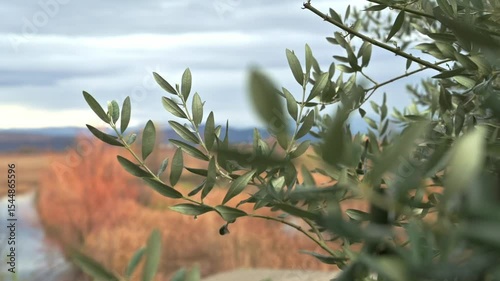 Olive branches in the foreground with soft focus on autumnal landscape of Neretva valley under moody sky