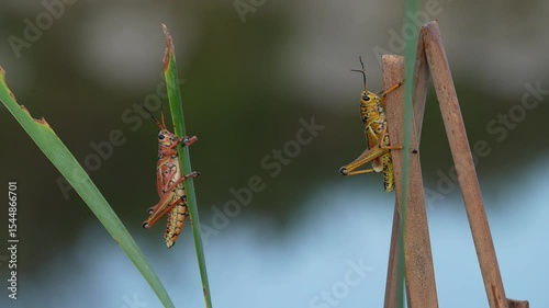 Close up shot of two Eastern Lubber grasshoppers perched on plant stems
