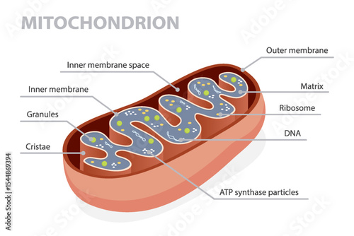 Mitochondrion (Mitochondria) structure with a detailed cross-section, showcasing its essential components and intricate design. Flat isometric vector illustration.