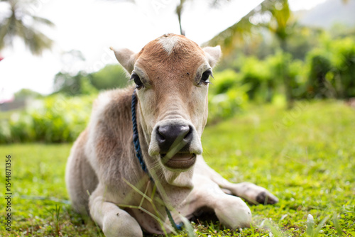 funny portrait of a calf, cow