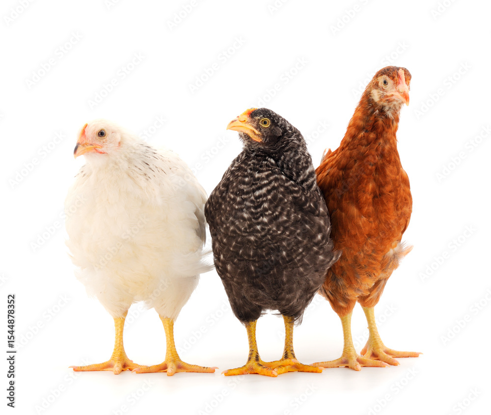 Fototapeta premium Three hens isolated.