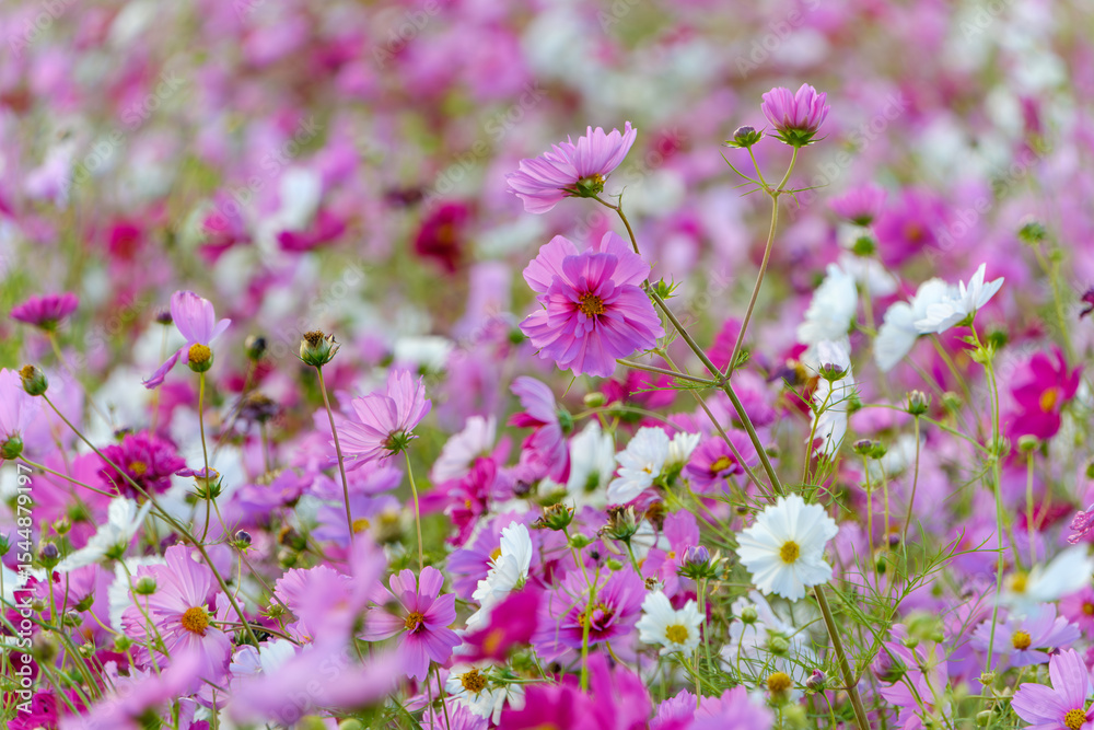 Obraz premium ピンクと白のコスモスが咲き誇る秋の花畑