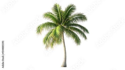 Coconut Tree PNG Isolated on Transparent Background.