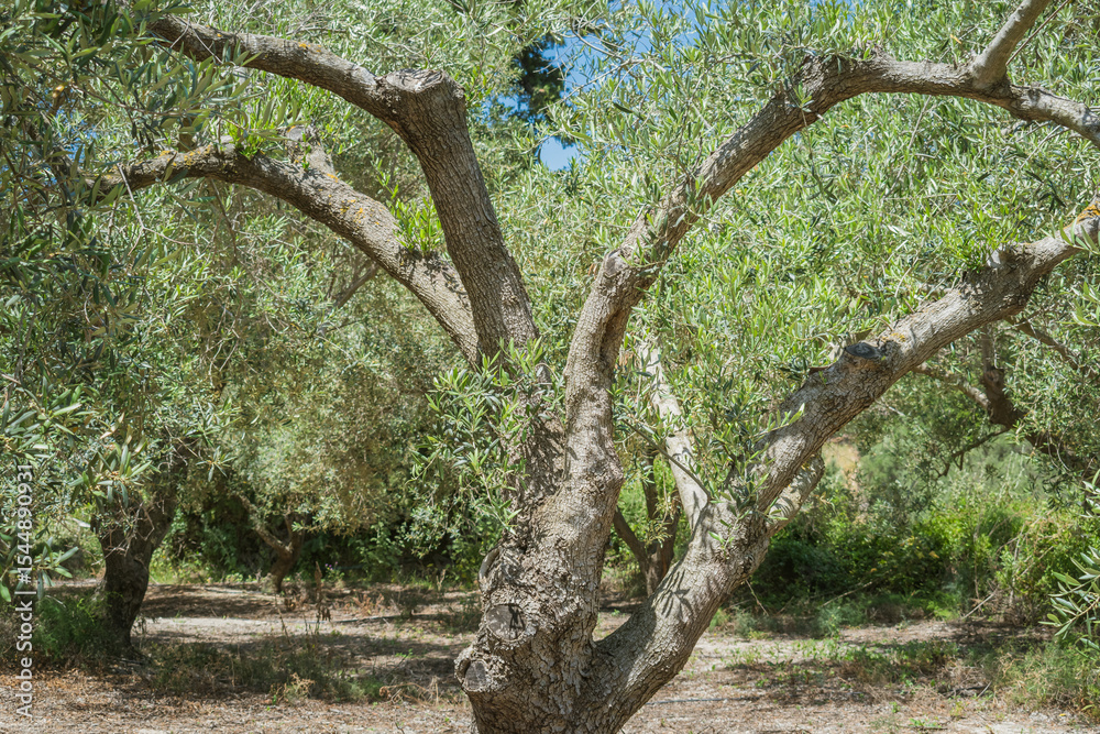 Fototapeta premium Sprawling olive tree in Crete on a sunny day