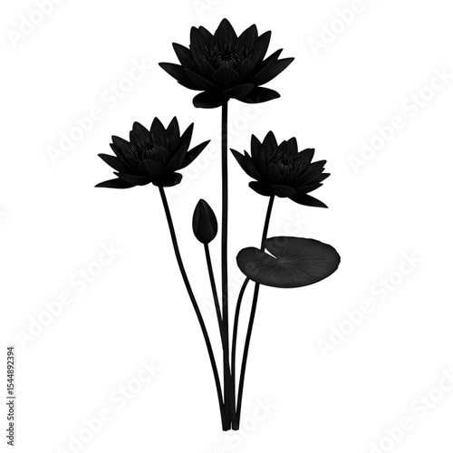 Monochromatic Lotus Blossom A Study in Light and Shadow isolated on transparent background