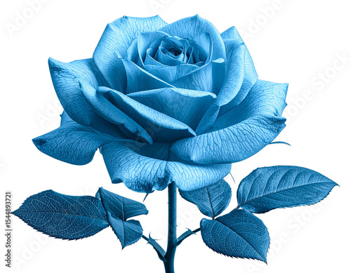 blue rose isolated on white