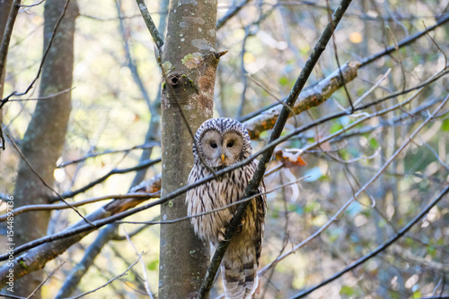 Ural Owl hidden on the tree