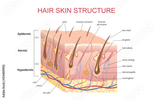 3D structure of the hair skin scalp, anatomical education infographic information poster vector illustration