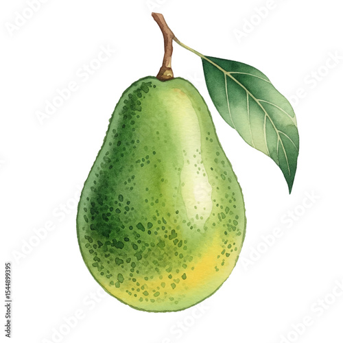 Avocados with Leaves Isolated on Transparent PNG Background - Watercolour Art